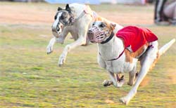 Greyhounds race during the Kila Raipur festival on Saturday. 