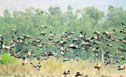 A flock of ruddy shell ducks flies over Nangal wetland.