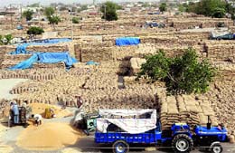 Wheat stocks wait for procurement in Rajpura Grain Market on Friday. Tribune photo: JS Virdi
