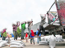 The procurement of wheat in progress in the Jalandhar grain market on Thursday.