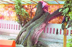 An ancient tree at a gurdwara near Bhamian village in Fatehgarh Sahib.
