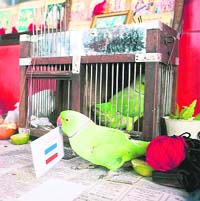 Mani picks up a card with the flag of the Netherlands in Singapore�s Little India neighbourhood, on Friday
