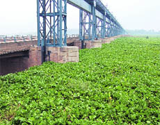 Hyacinth in the Harike water body.