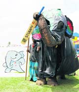 An elephant stands next to a picture of the upcoming Cricket World Cup in 2011 mascot while holding a cricket bat during the launch of the mascot's name, Stumpy, in Colombo on Monday. 