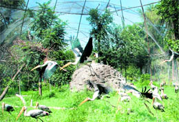 A painted stork in cage at Chhatbir Z