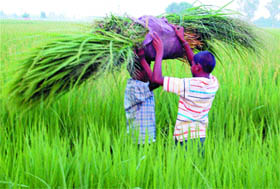 Two children collect wild grass at Chabhal village.