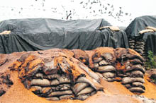 Rotting foodgrain at an open godown. 