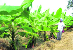 Kulwaran Singh in his fields in Mahlian village, near Kartarpur, in Jalandhar.