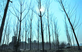 The sun presents a picturesque sight through poplar trees as it sets across the horizon, in Ludhiana on Sunday. 