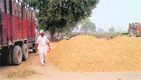 Paddy piled up on the roadside as the grain market in Badal village, near Bathinda, is overflowing with grain