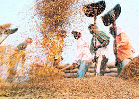 Labourers separate paddy grains from husk at a grain market in Amritsar