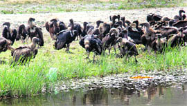 Vultures at a water body in Dhar block in Gurdaspur district.