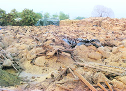 Paddy rotting away in Ranwan village of Fatehgarh Sahib.
