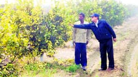 Dr Vinod Batra, a progressive farmer, at his orchard in Noorki Ahli village of Fatehabad.