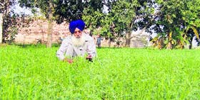 Paramjit Singh at his cereal farm in Jalvehri village in Fatehgarh Sahib on Sunday.