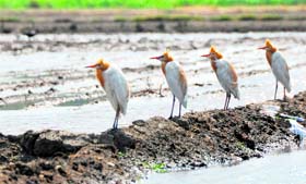 Birds sit in a row in an agricultural field, presenting an interesting sight, in Ludhiana.