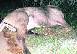 A blue bull which was electrocuted in the Sanaur Bir area due to power released illegally in a wire fence. 