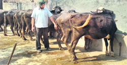 A farmer of Dhianumajra village in Fatehgarh Sahib shows symptoms of foot-and-mouth disease in his cattle. 