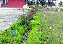 The unkempt lawns of the Sanghol Archaeological Museum in Fatehgarh Sahib