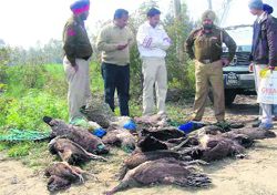 Wildlife and police officials examine the carcasses of peacocks found in the fields in Kotla Naudh Singh village, near Hoshiarpur,