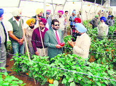 A view of the poly greenhouse in Saholi village in Nabha block