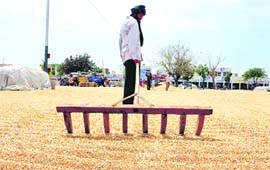 A farmer dries wheat for sale at the Rajpura grain market. 