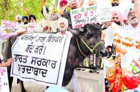 Ex-servicemen hold a protest against the Union Government in support of their demand for one rank, one pension in Patiala on Wednesday. 