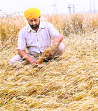 A farmer takes stock of his wheat crop flattened by Friday�s hailstorm in Jalandhar. 