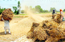 Farmers collect their produce in a Jalandhar village.