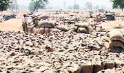 Discoloured wheat is being stocked separately for inspection by the FCI Secretary DS Grewal, Food and Civil Supplies