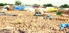 A view of Rajpura grain market where wheat stored in bags kept in open.