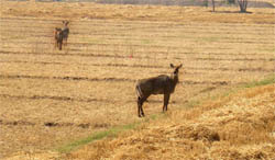 A herd of blue bulls at a wheat field near village Pakki Tibbi in Muktsar district. 