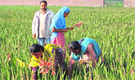 Gurpreet Singh with his  farm labour at Majhal Khurd village 