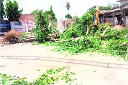 The felled peepal tree at Jodhan village.