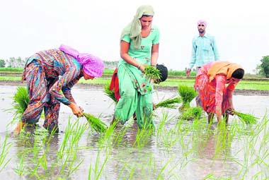 Women transplanting paddy at a field in Bathinda. 
