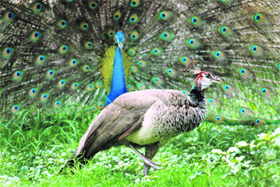 Peacocks seem to celebrate the arrival of the rainy season in Patiala.