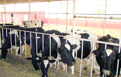 A diary farm at a Patiala village