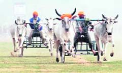The bullock-cart race has remained a major crowed-puller in the 75-year-old rural sports event