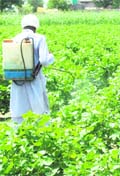 A farmer sprays pesticide on the cotton crop.