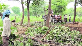 Felling of trees underway on 25 acres of land in Hoshiapur village, which is located along a seasonal rivulet flowing close to the Chandigarh-Baddi road.