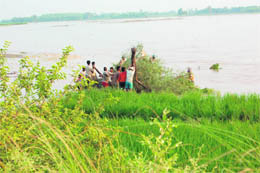 Villagers putting axed trees into the Sutlej near the dhussi bundh to control its flow at Baopur village in Shahkot. 