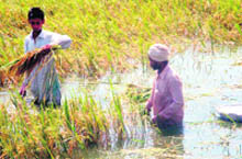 An inundated field in Fattanwala village.