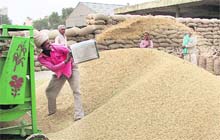 A labourer winnows paddy at the grain market in Jalandhar on the first day of the paddy procurement on Saturday
