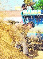 GRAIN RAIN: A view of the paddy stock at the new grain market, Rajpura, on Sunday