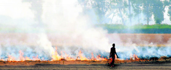 A farmer put to fire paddy stubble at a Jalandhar village. Though the act is illegal, no action is generally taken against farmers.