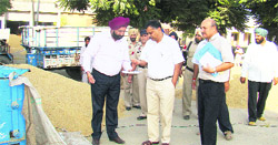 Chief Secretary SC Aggarwal inspects a heap of paddy at Khamano grain market