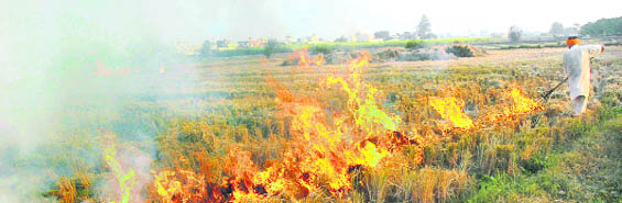 A farmer burns paddy residue on the Jalandhar-Nawanshahr road in Phagwara. 