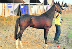 A rider arrives with his horse at the All India Horse Endurance in Patiala on Friday. 