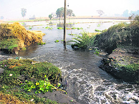 The breached portion of the seepage drain near Badha village on the outskirts of Fazilka town.