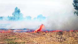 Environment experts say the illegal practice of stubble burning causes significant loss to ecology and also results in climate change